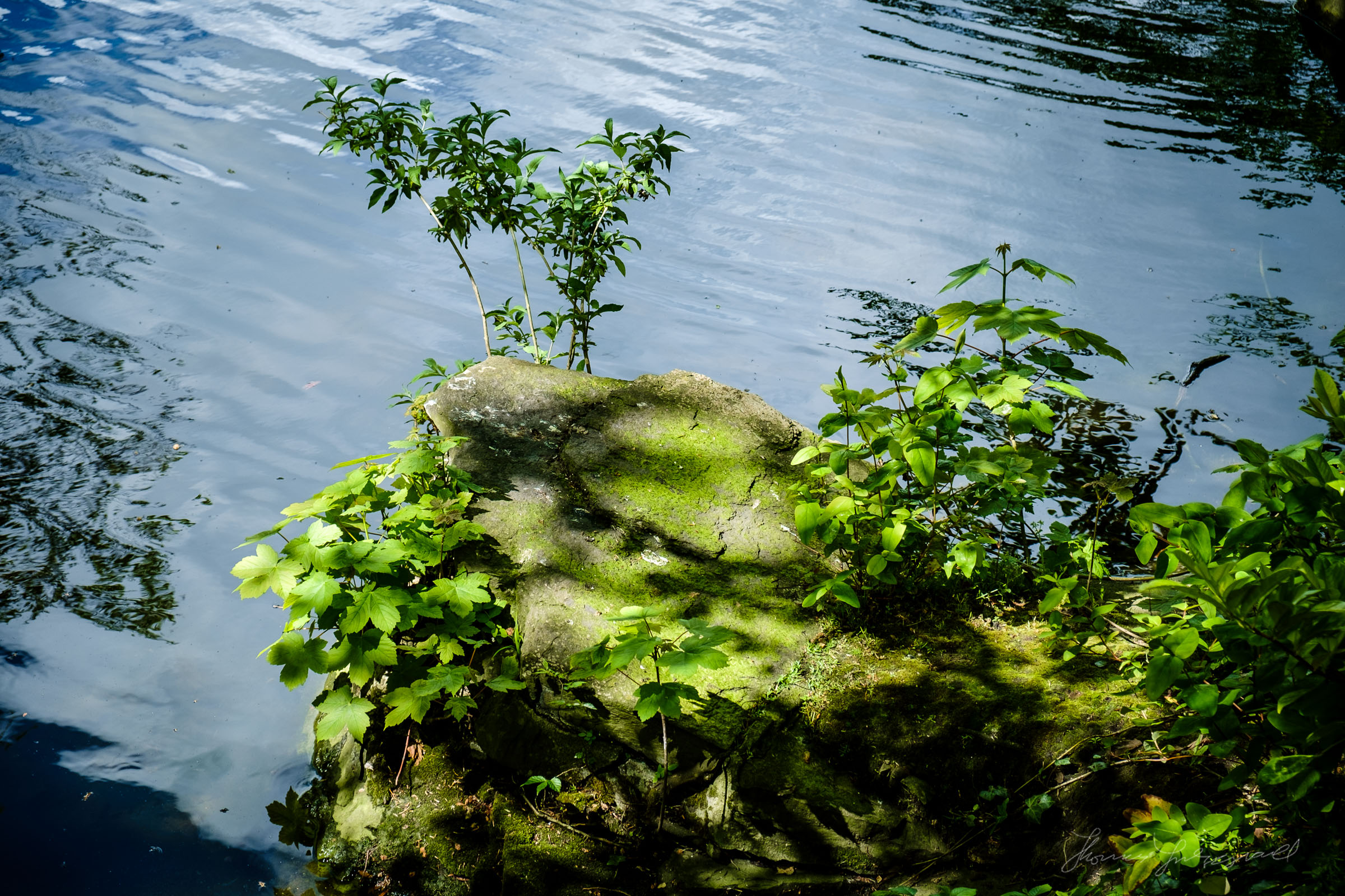 Undergrowth by the Lake