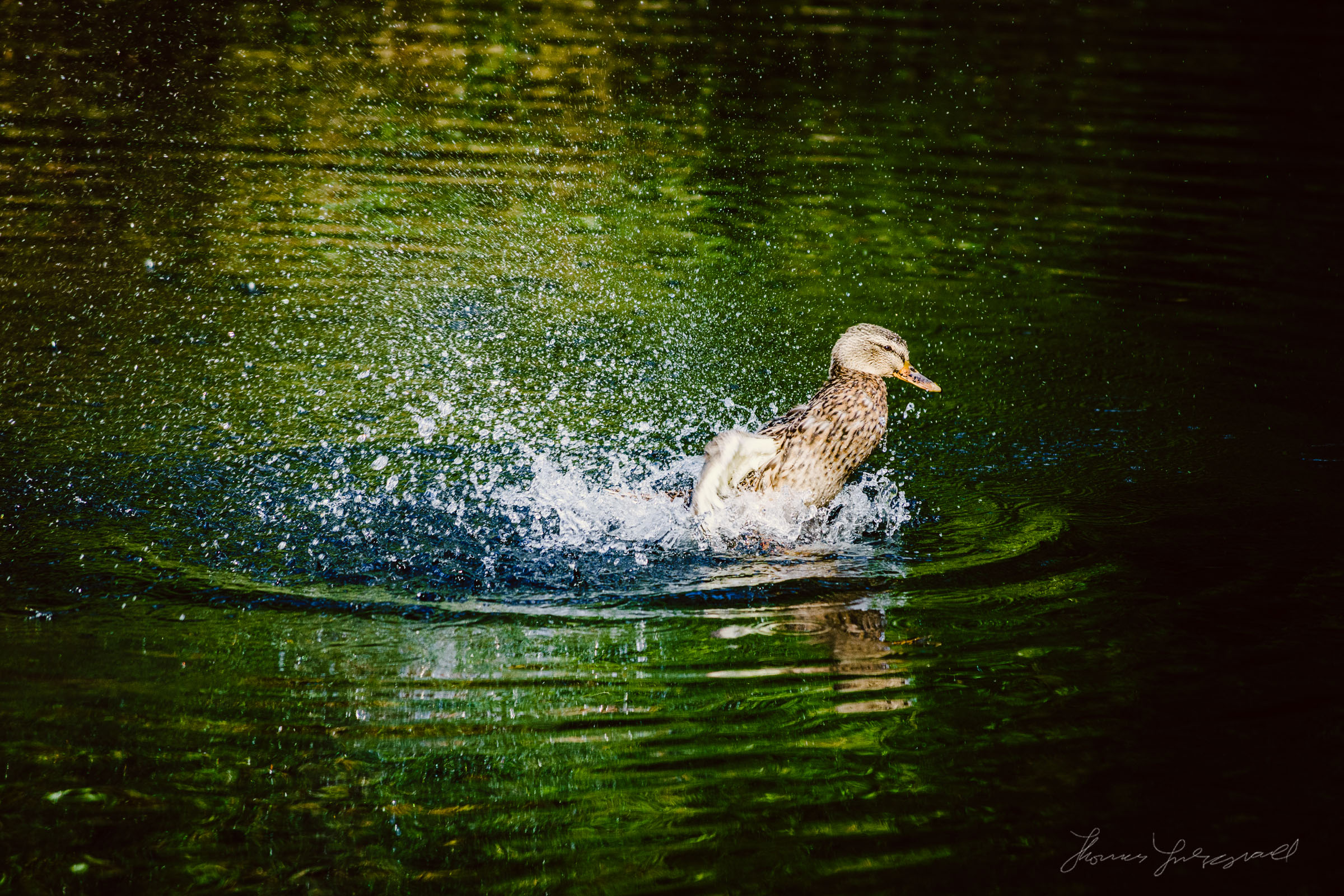 Duck in action on the water, Marley Park, Dublin