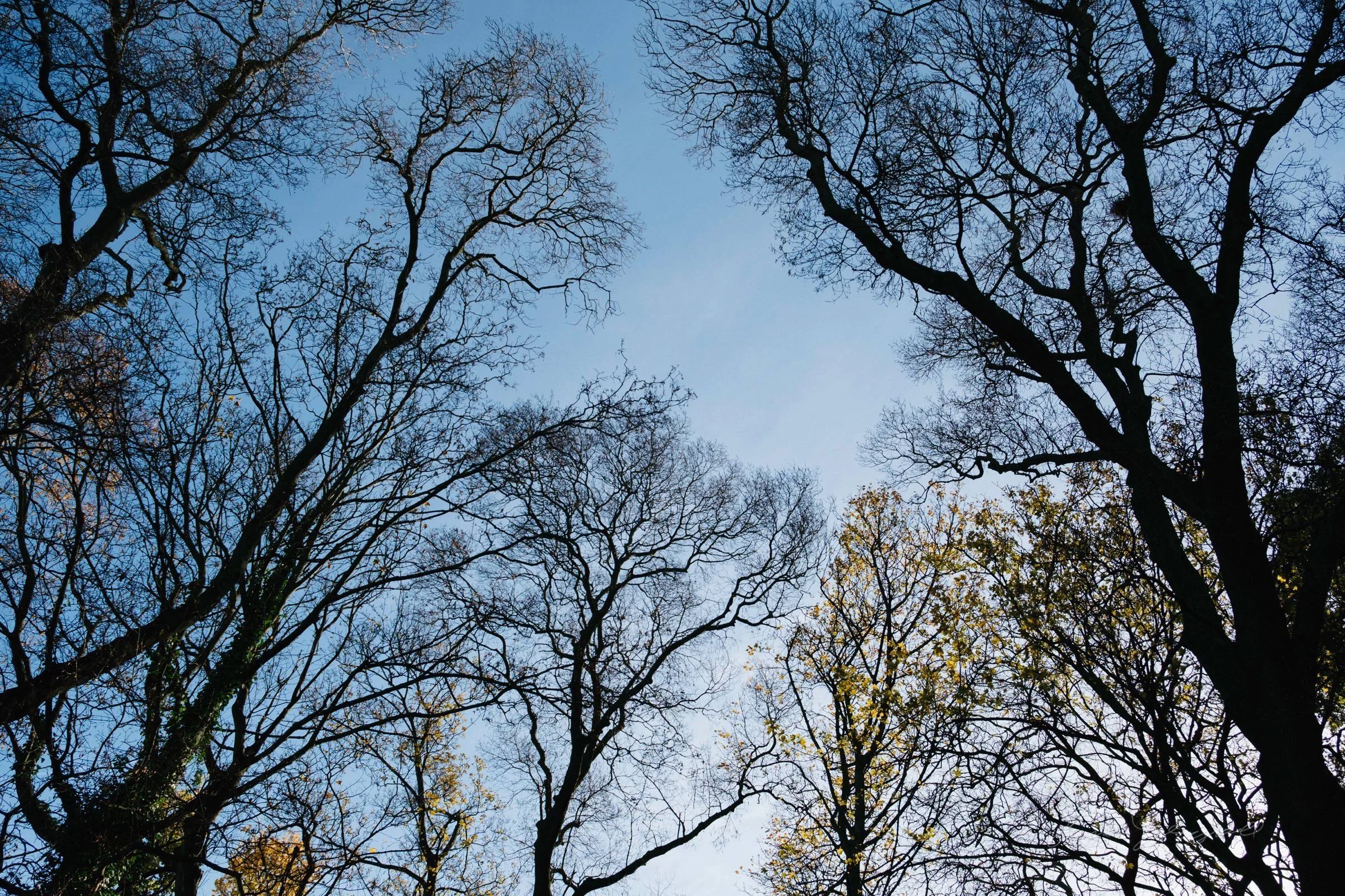 Winter is nearly here - bare branches - Thomas Fitzgerald Photography