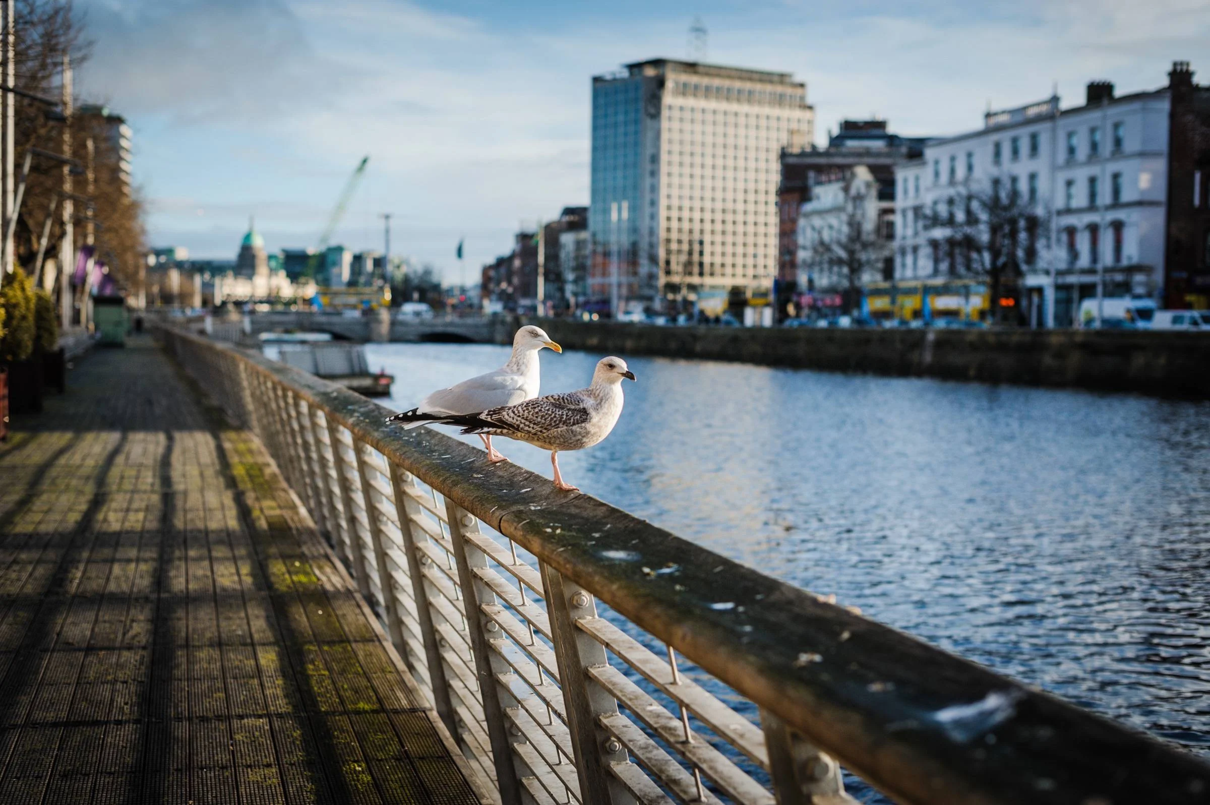 Seagulls hanging out on the Boardwalk along the liffey in Dublin