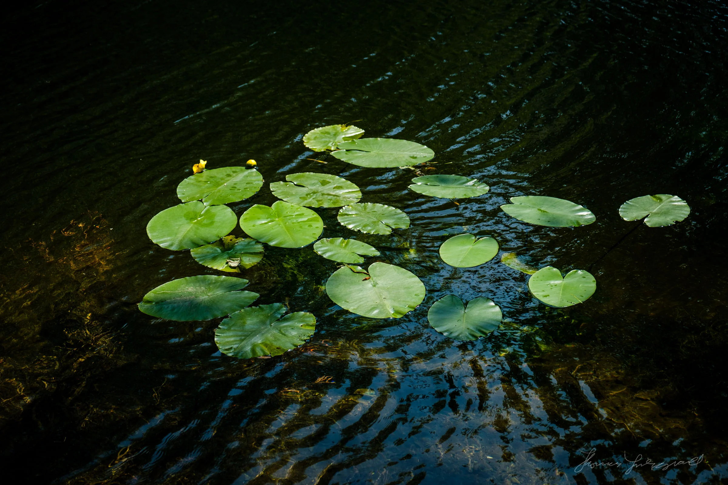 Lilly Pads in the Grand Canal