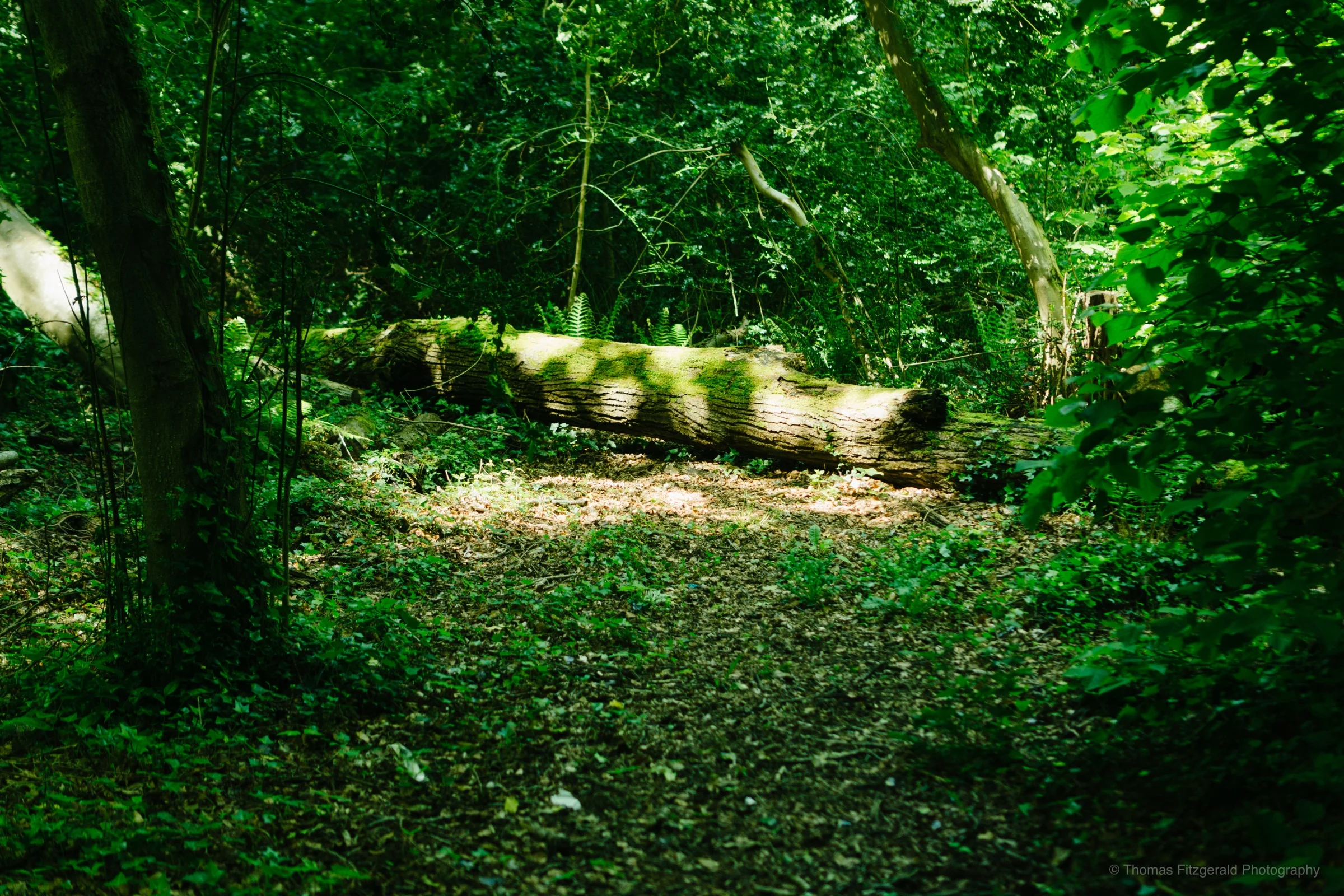 DSC03470.jpg