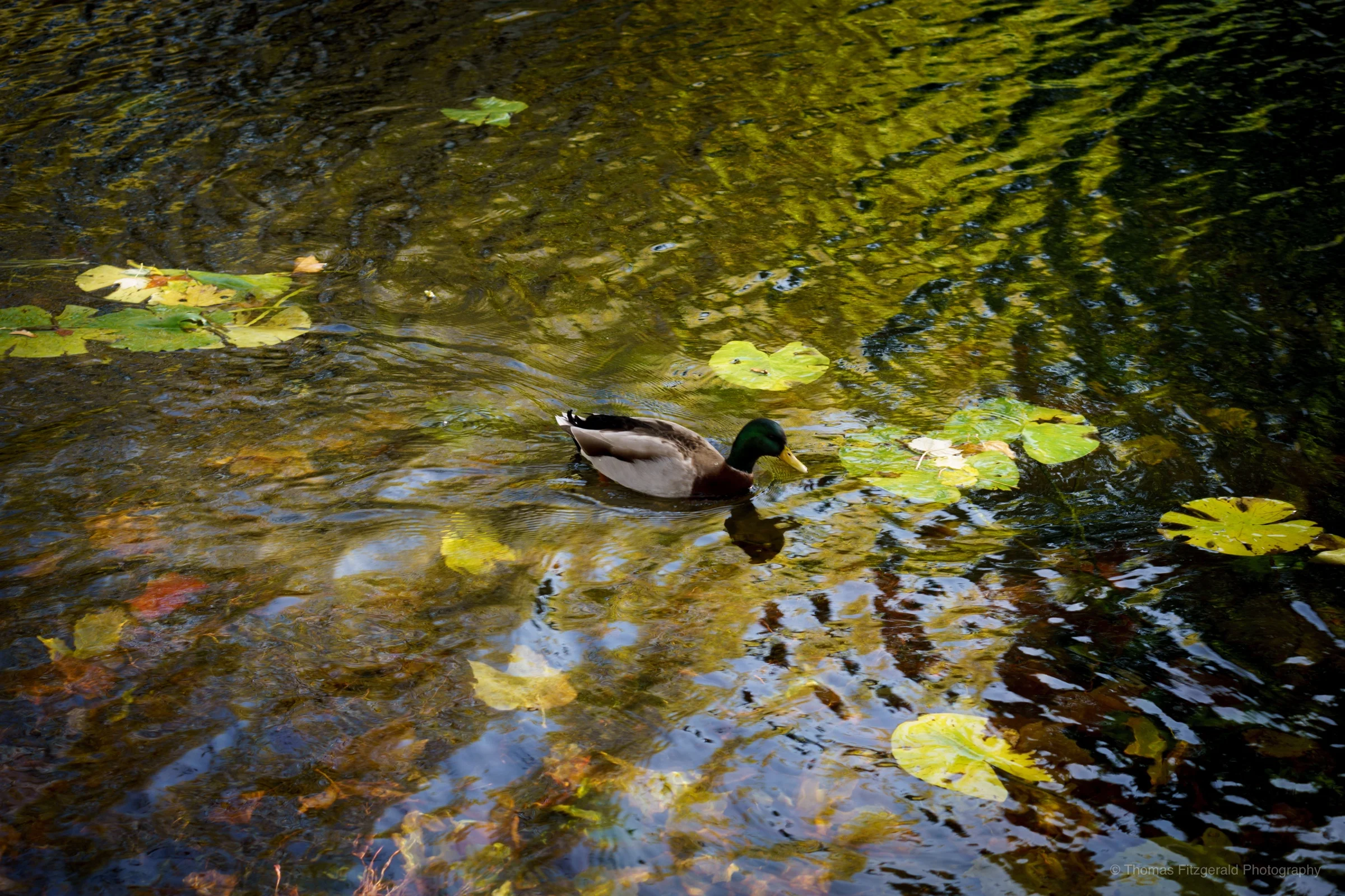 DSC06753.jpg