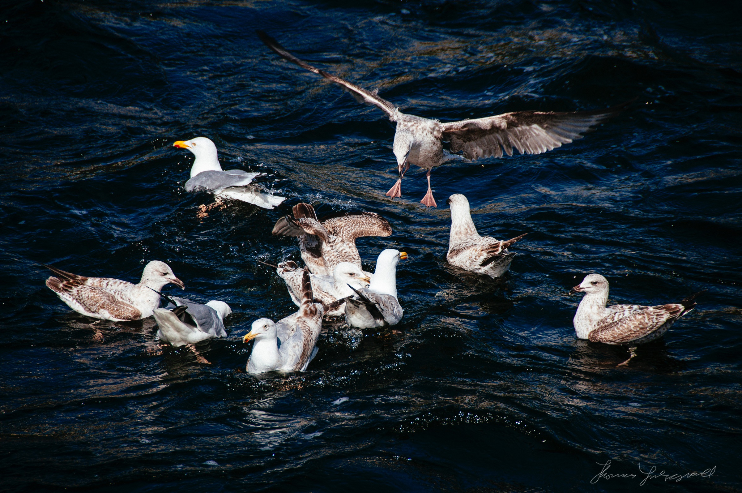 Seagulls Feeding