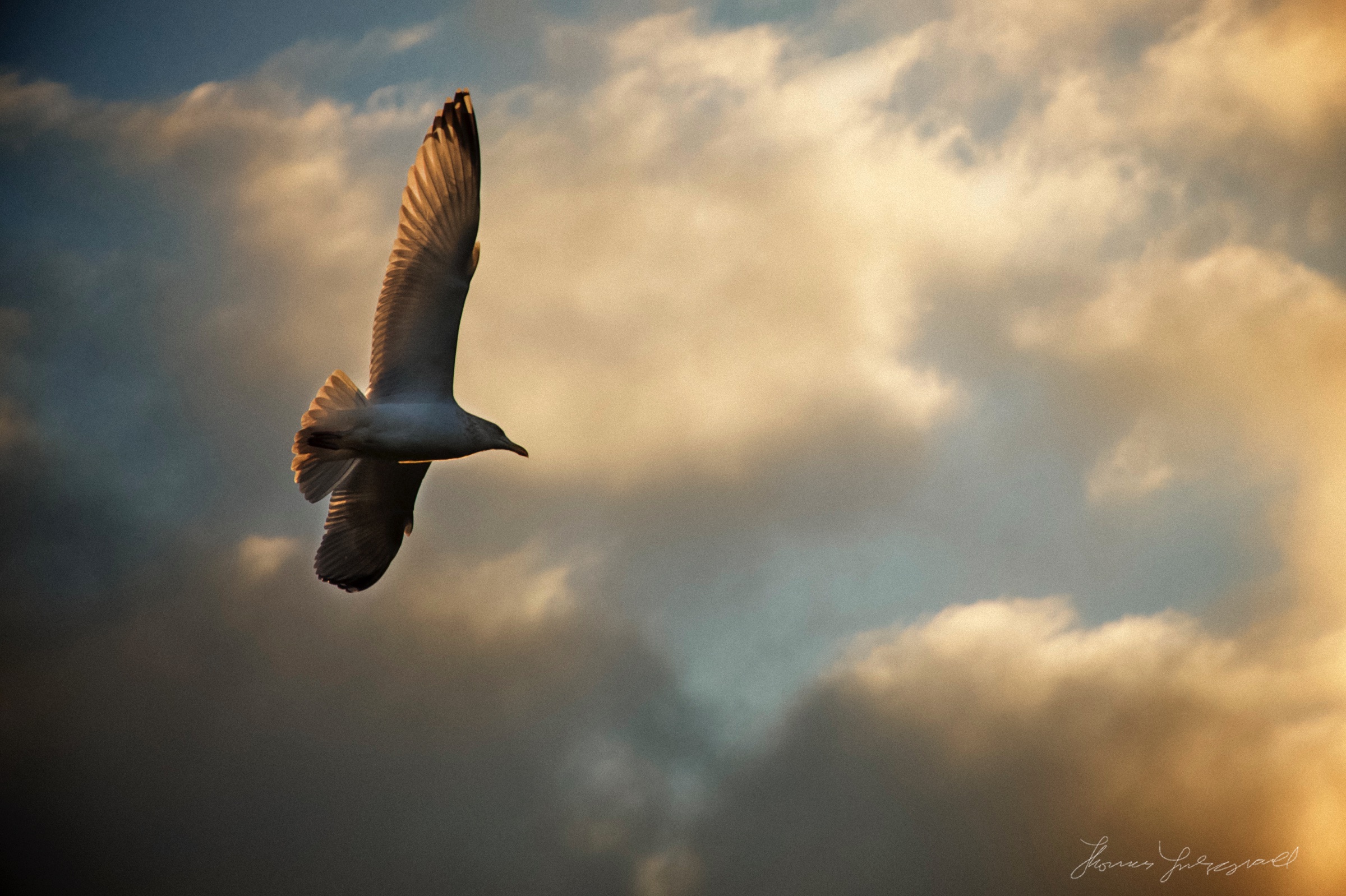 Seagull Flying High