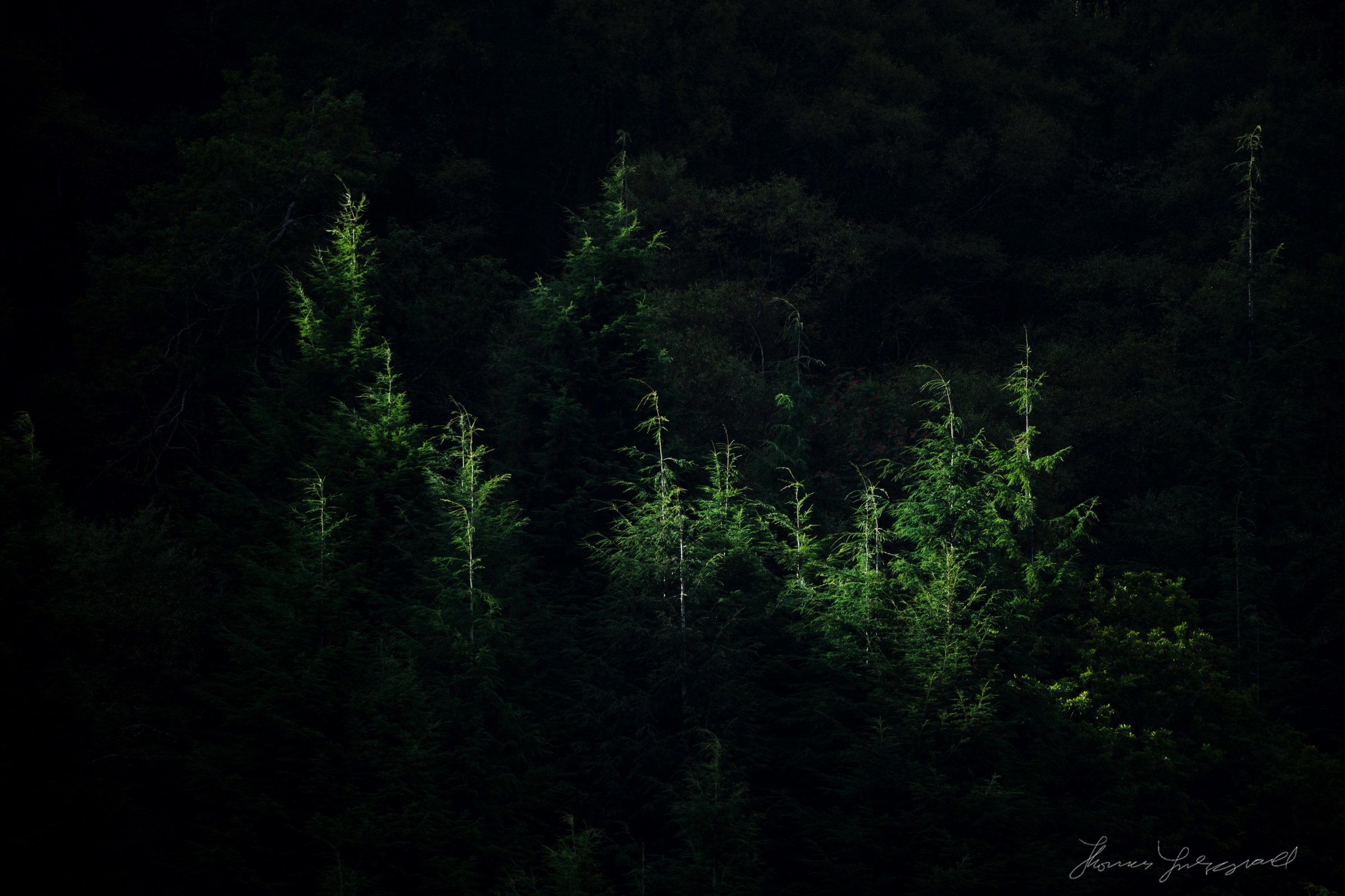 Glendalough Trees