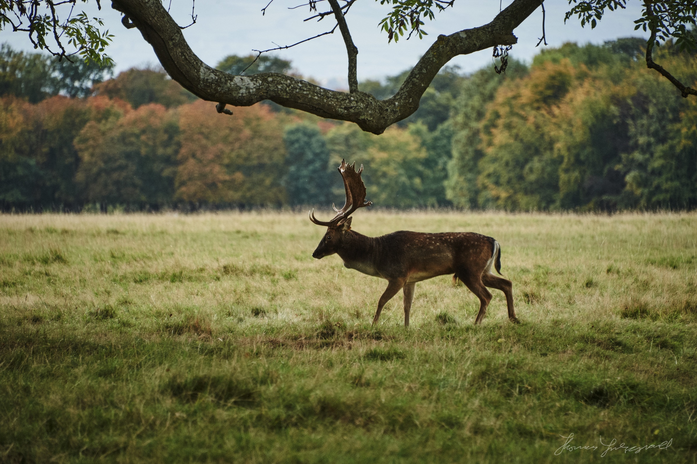 Stag under the Branches