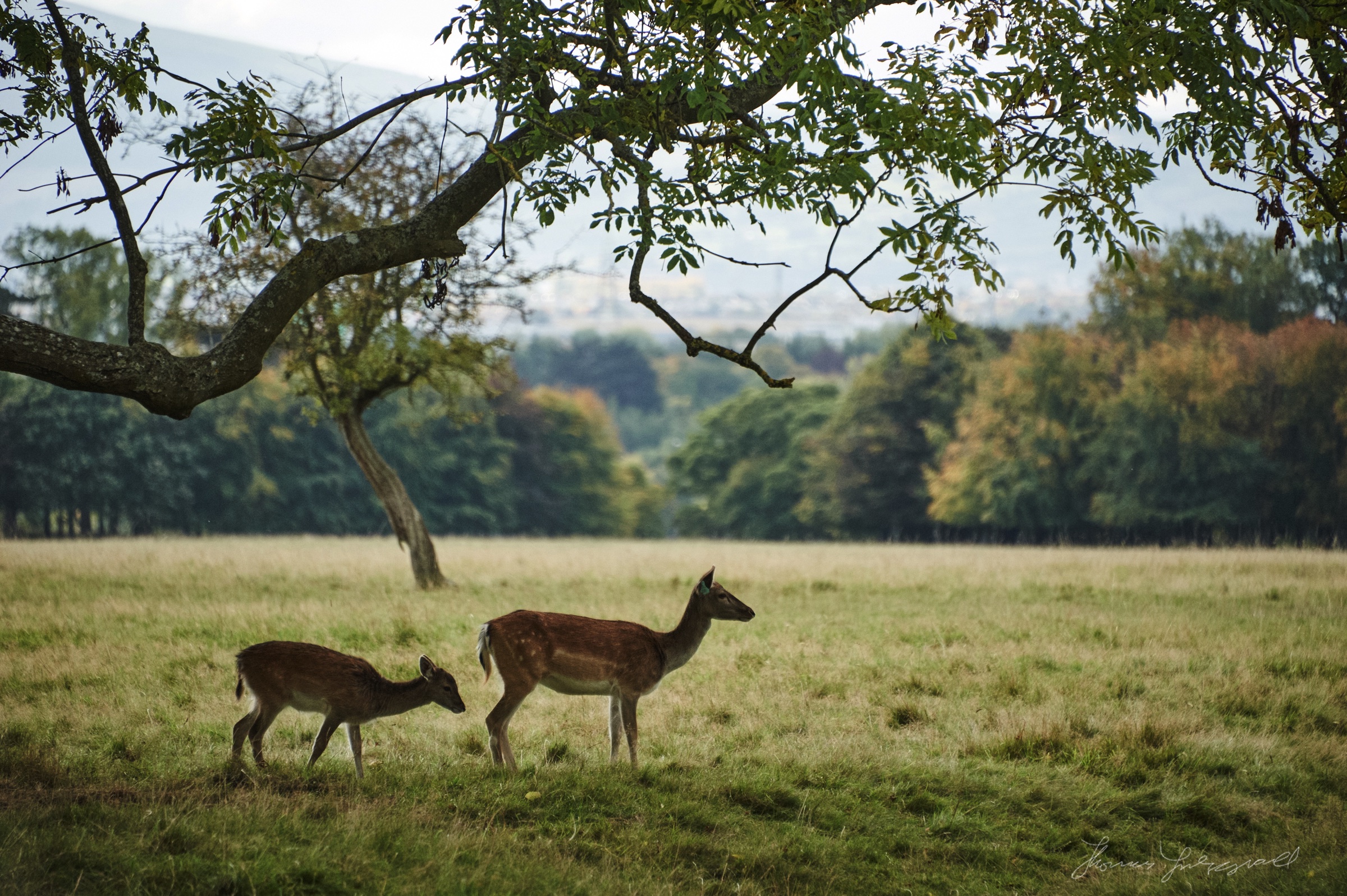 Deer and Fawn in the Grass