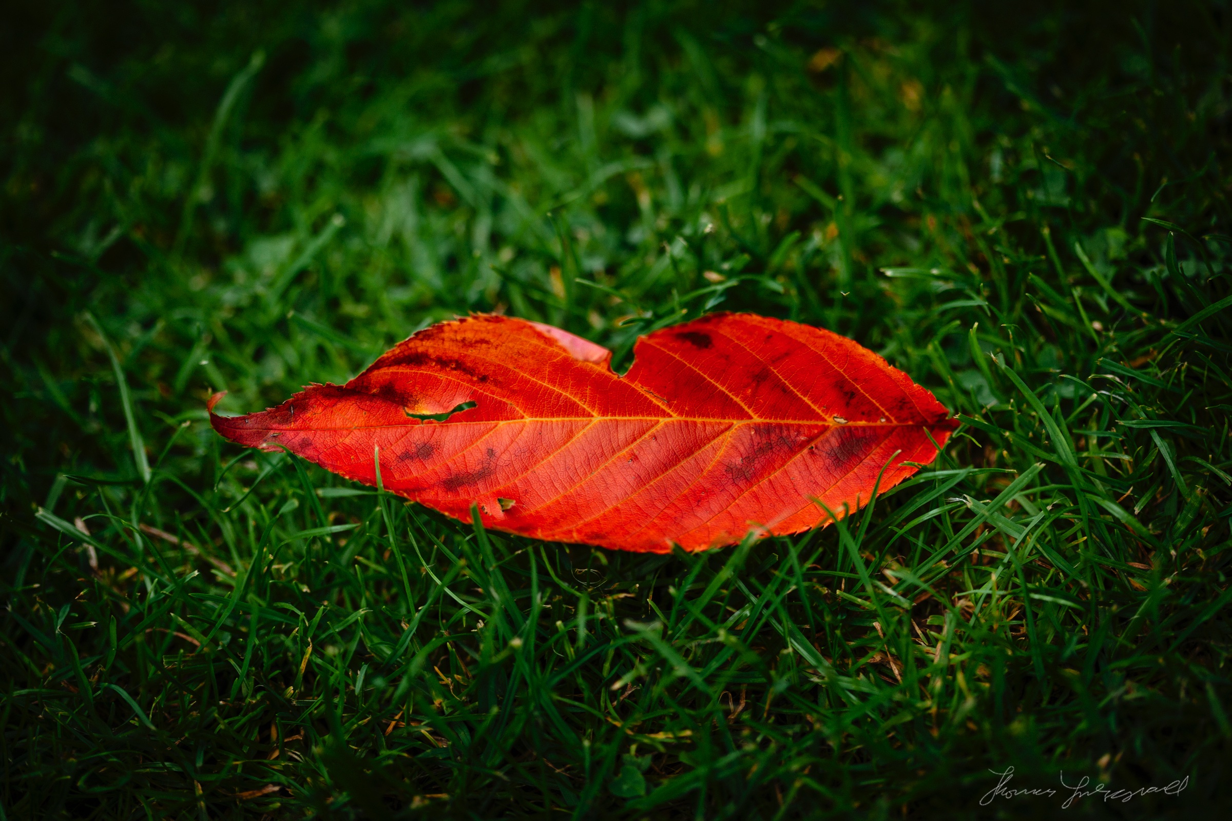 An Autumn Kiss