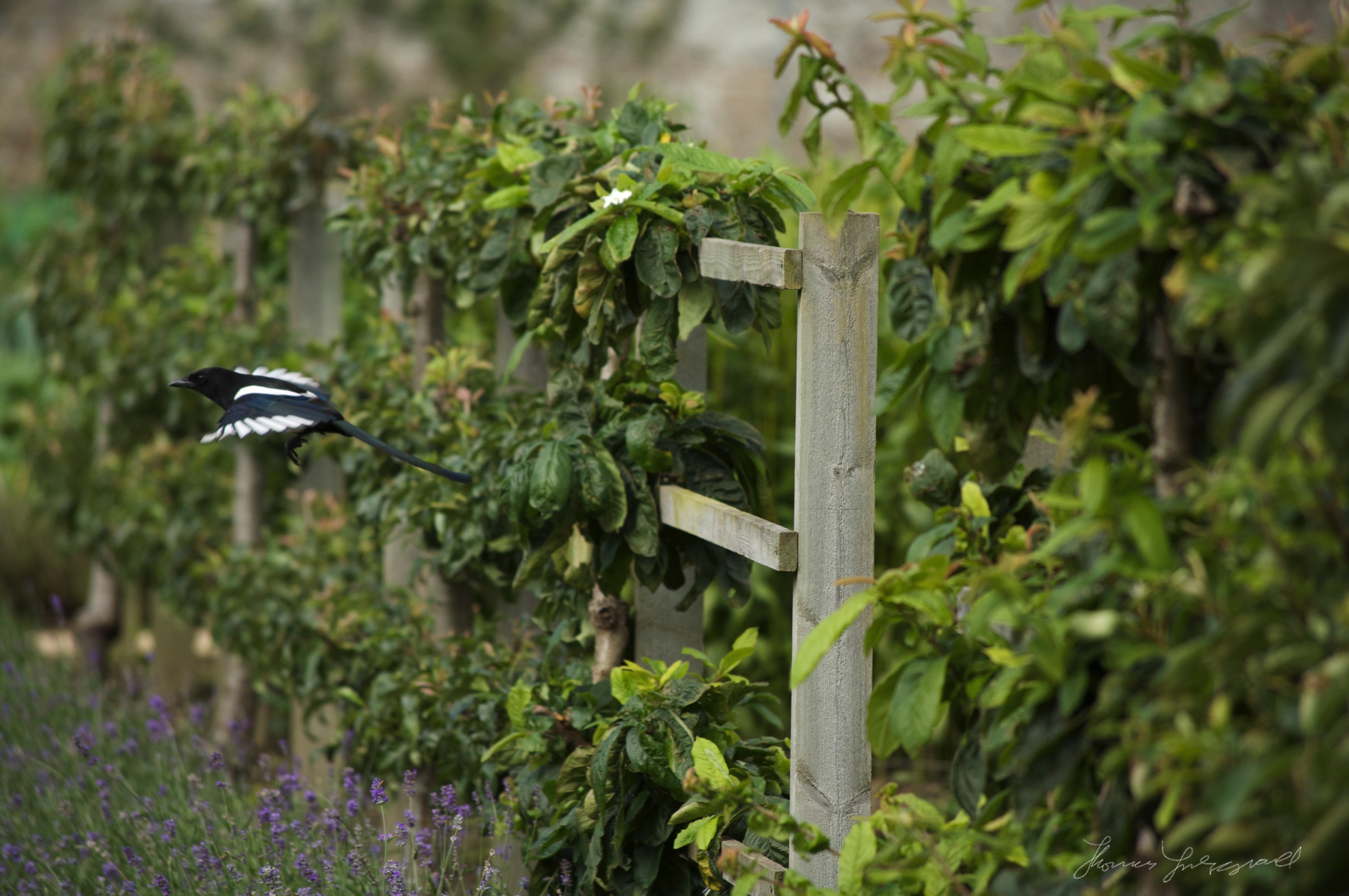 Magpie in Flight