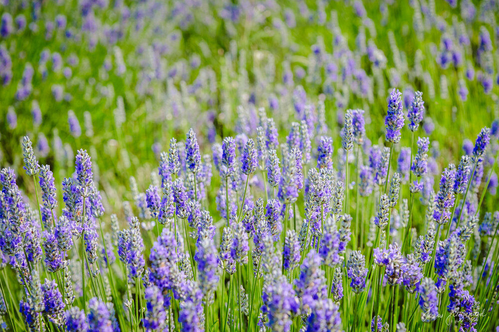 Lavender Flowers