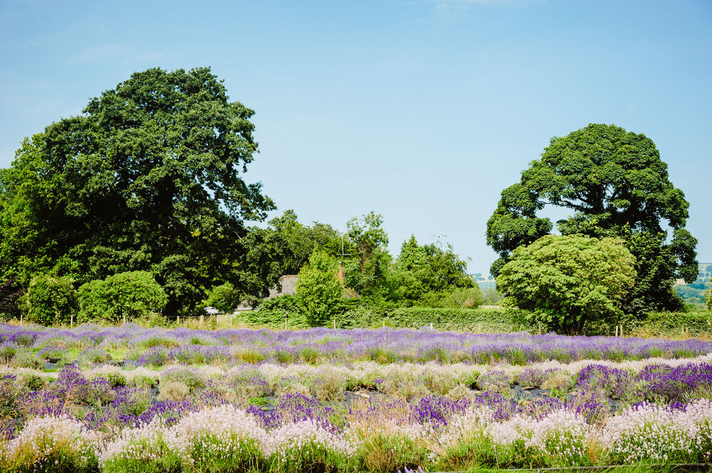 Lavender Farm