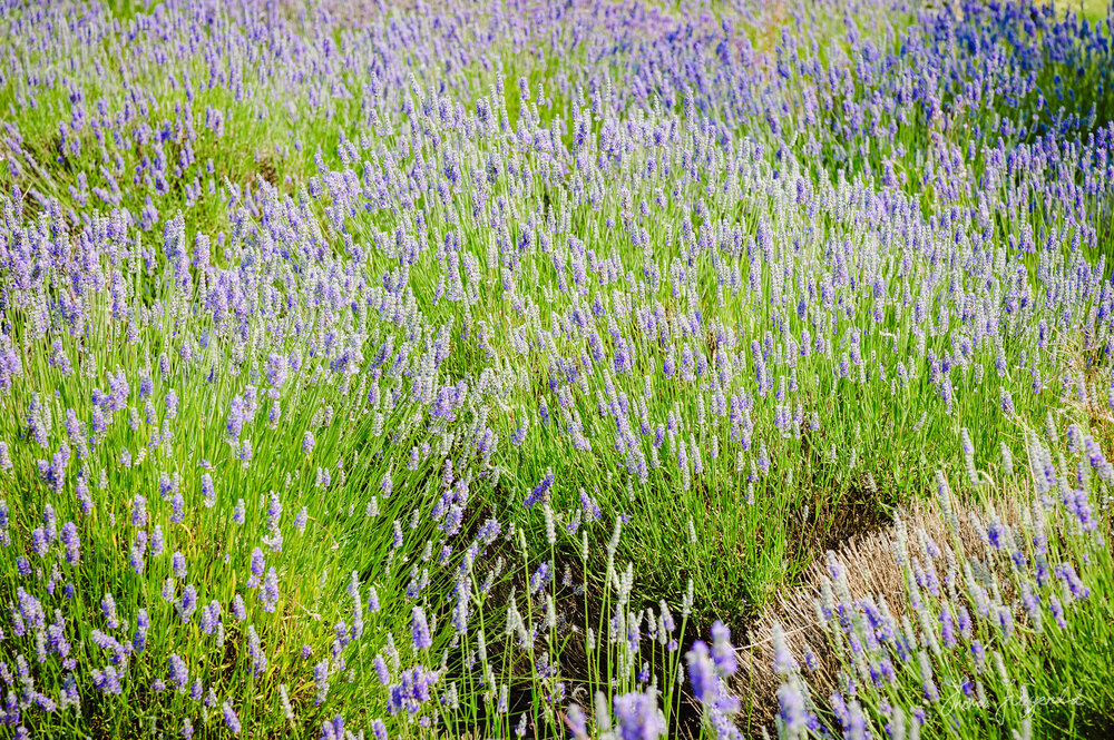 Lavender Closeup
