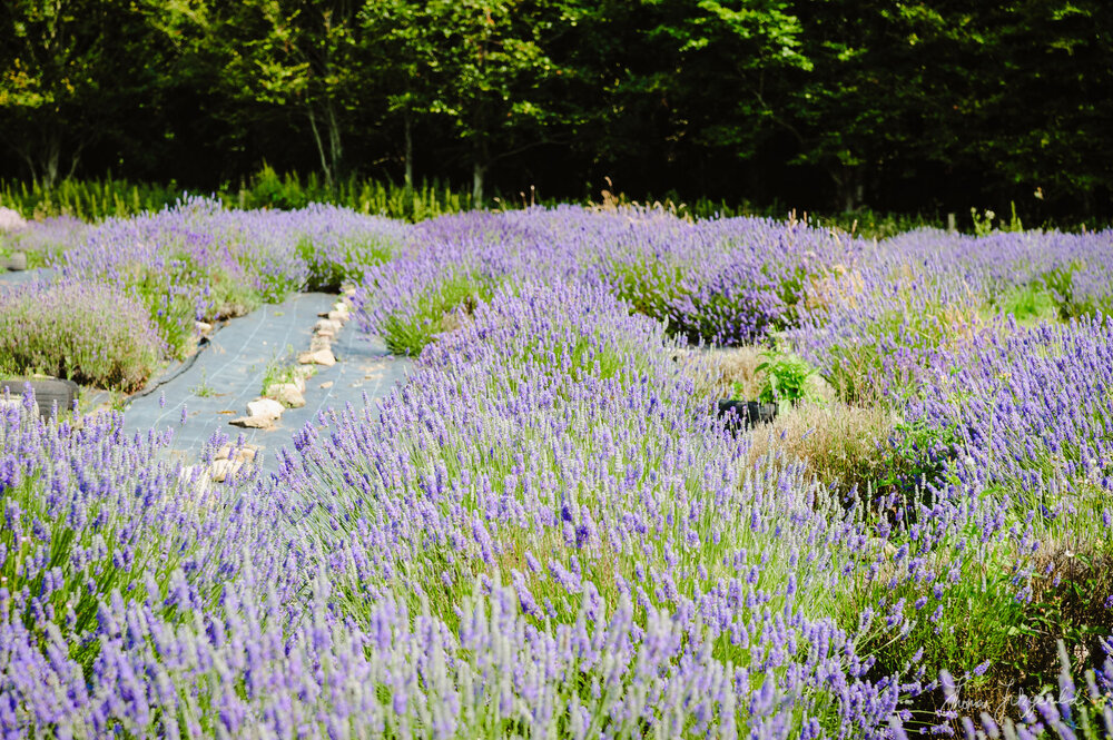 Field of purple