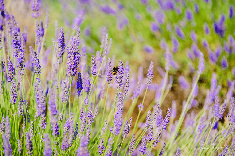 Lavender and Bee