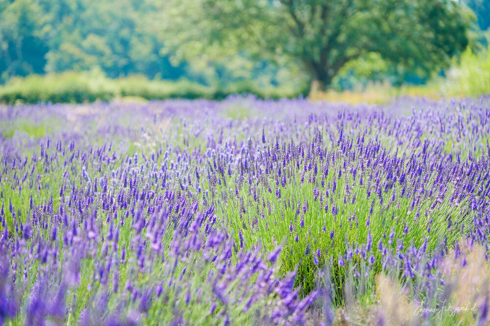 Field of Lavender