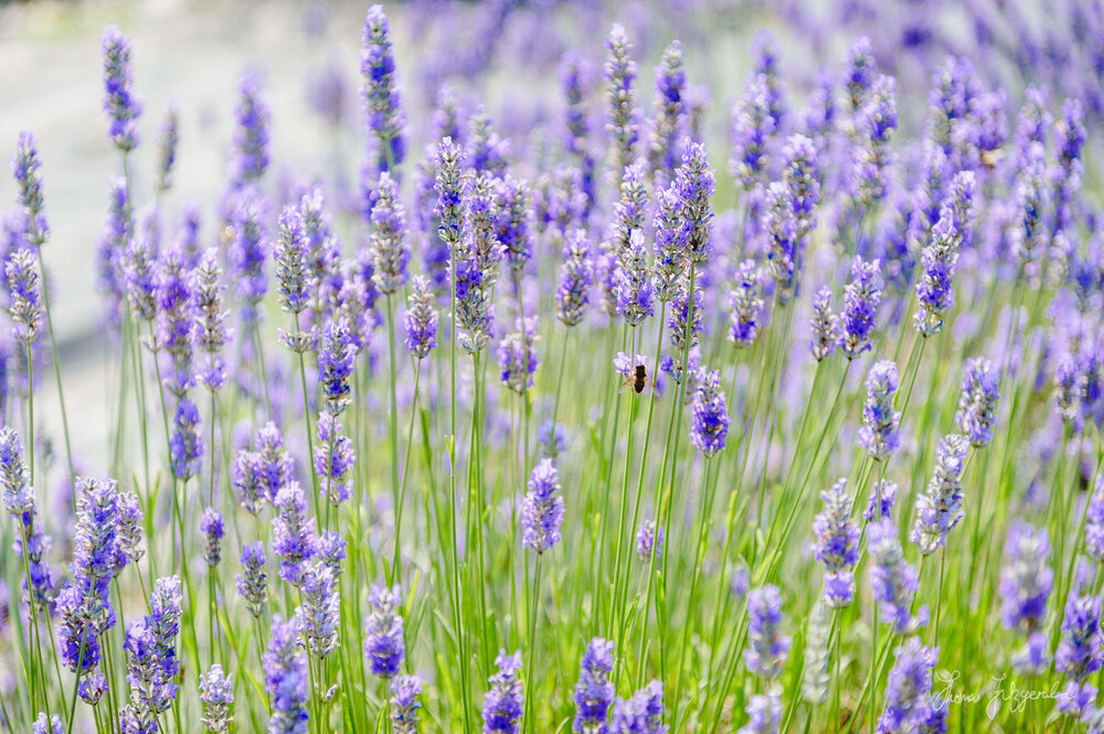 Lavender Closeup