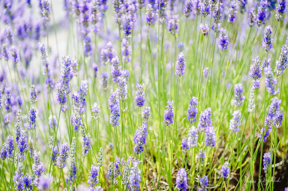 Lavender Closeup