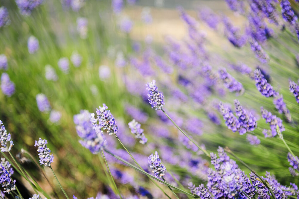 Lavender Macro