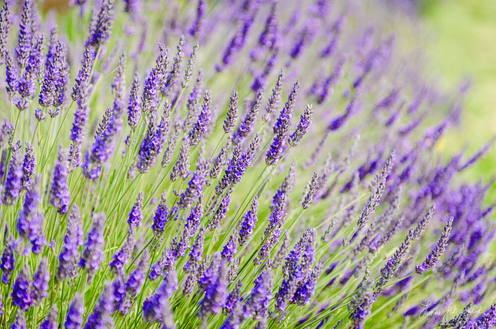 Lavender Closeup