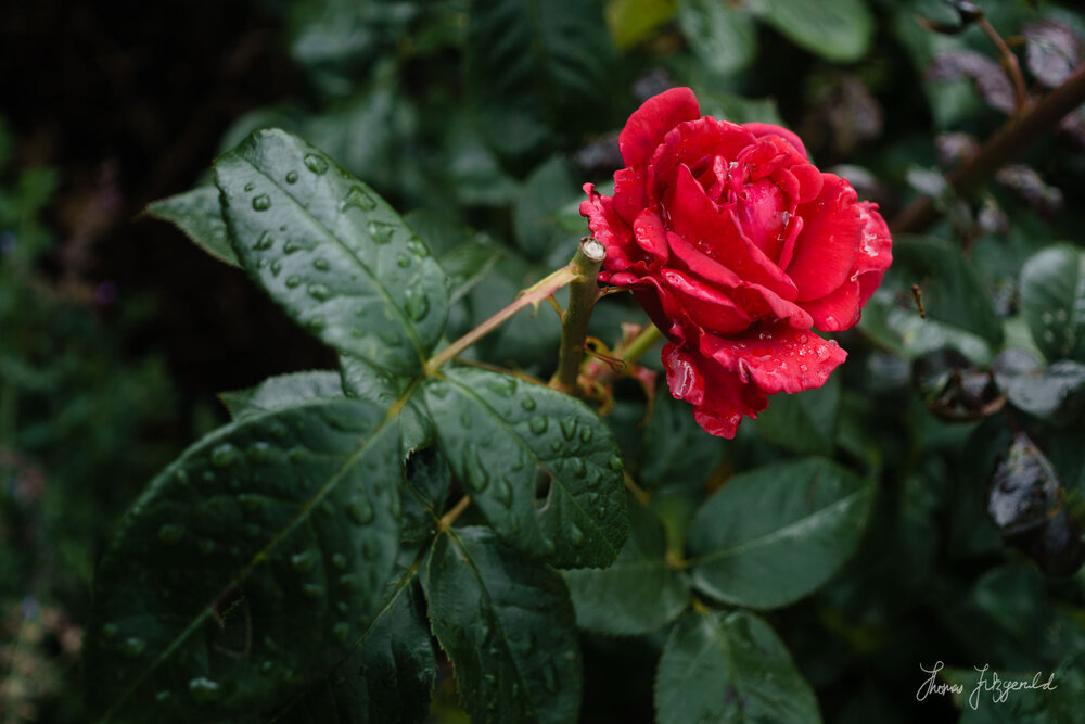 Red rose in the Rain