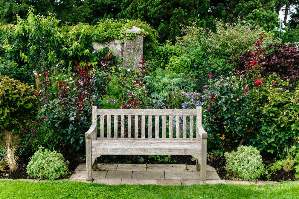 Bench in the flowers