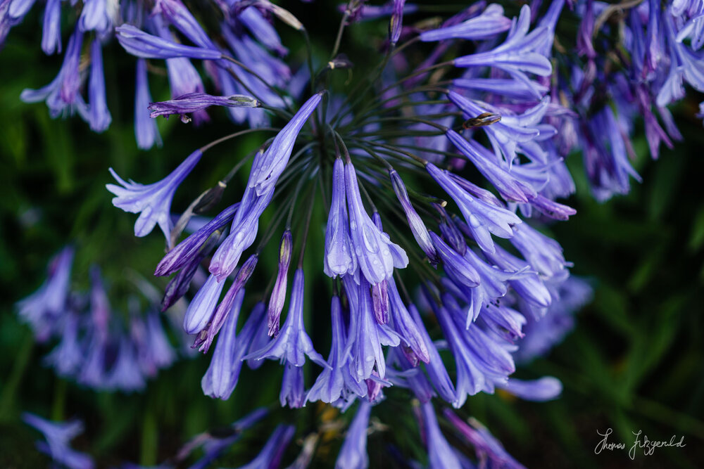 Blue Flowers