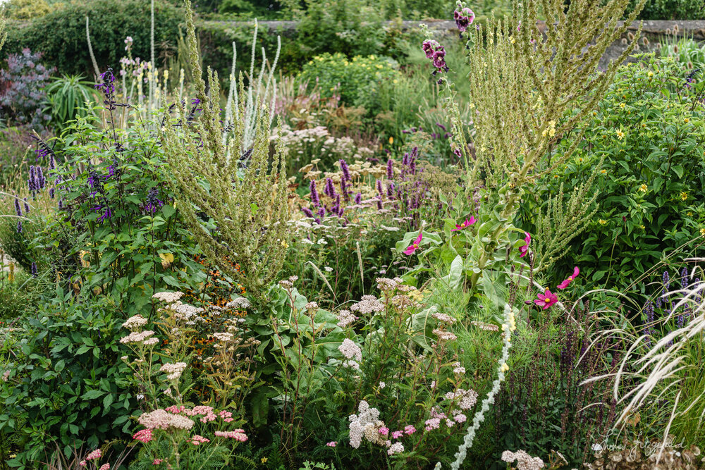 Flowers and Plants