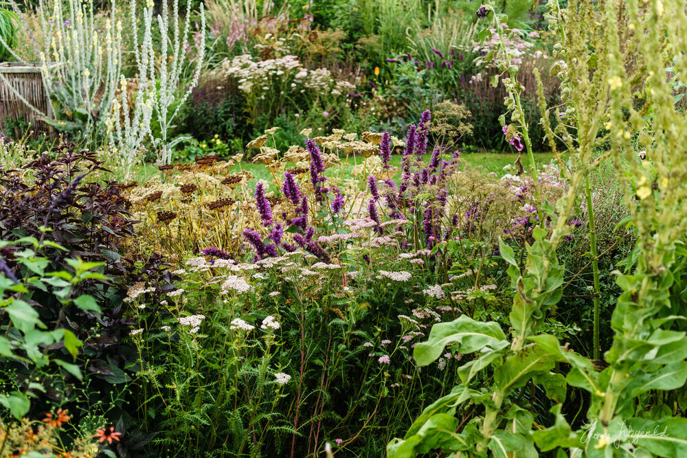 Flowers in the Garden