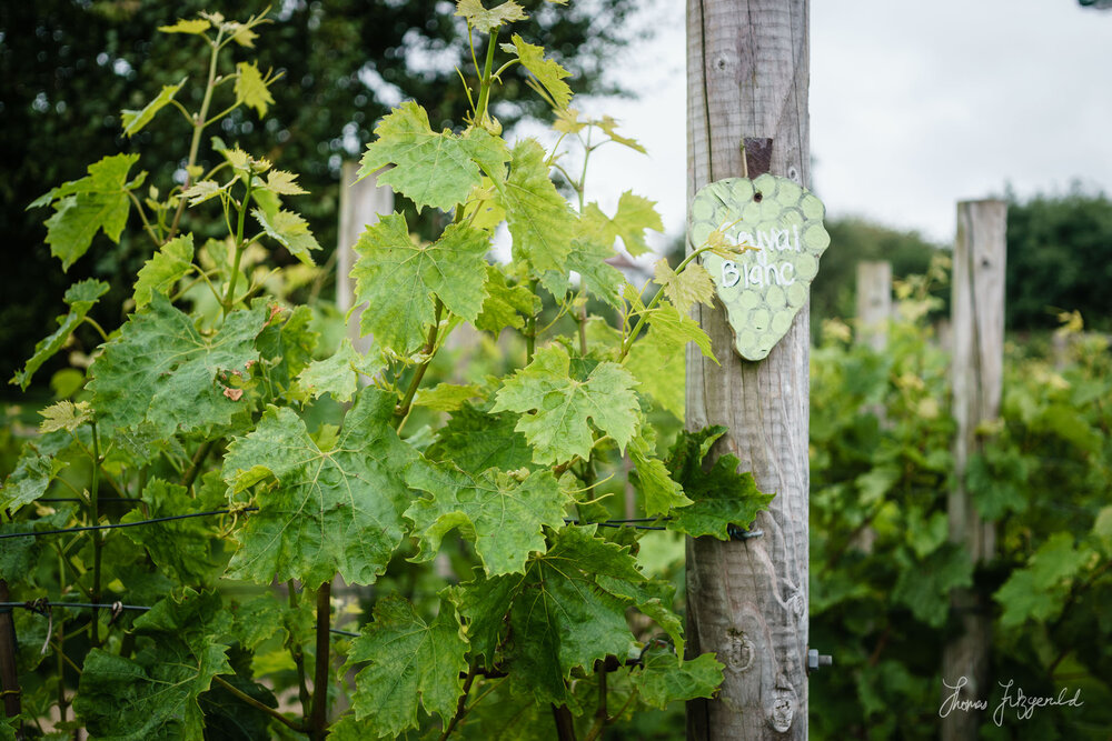 Grape Vines and Sign