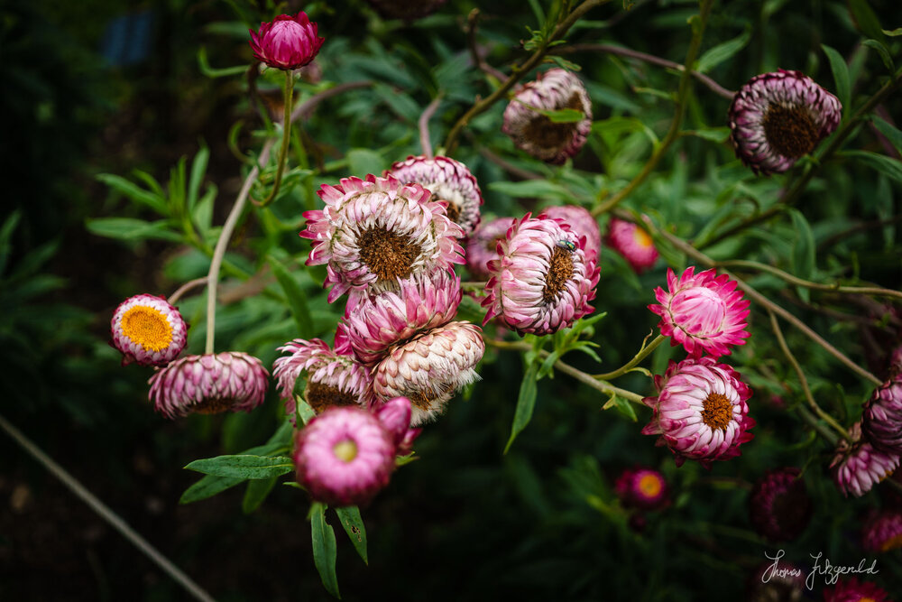 Strawflowers