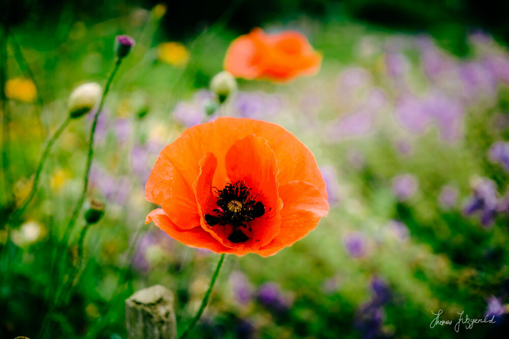 Airfield-Flowers-and-farm-estate-00033.jpg