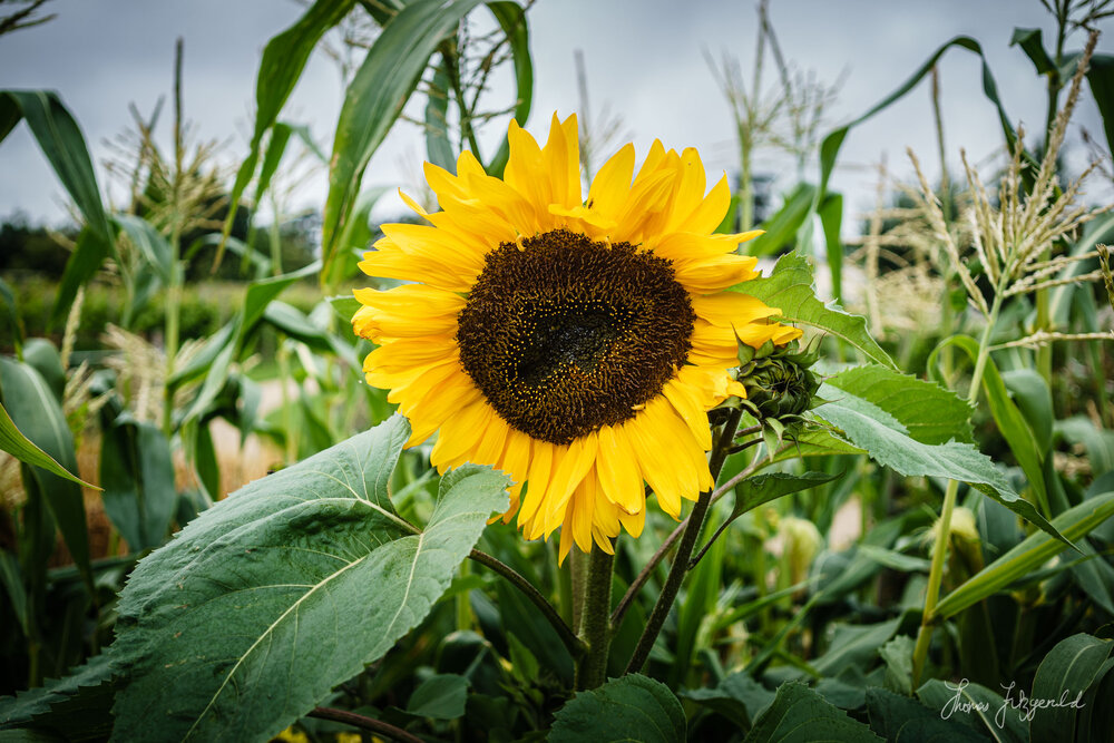 Sunflower