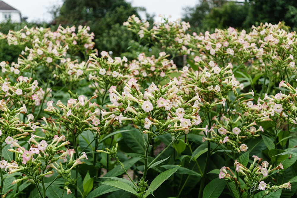 Tobacco Plant