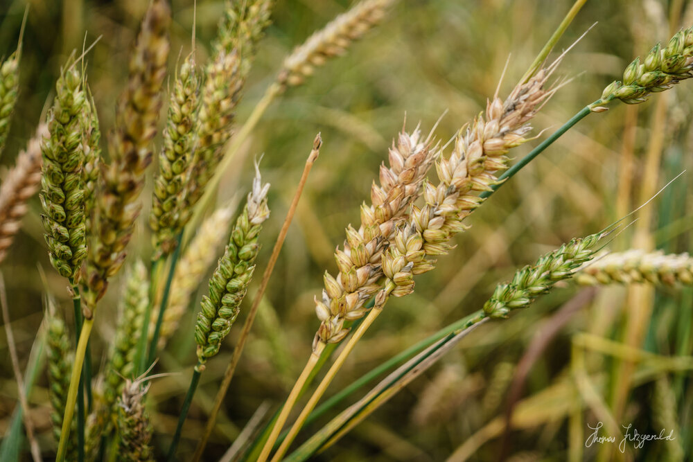 Wheat Closeup