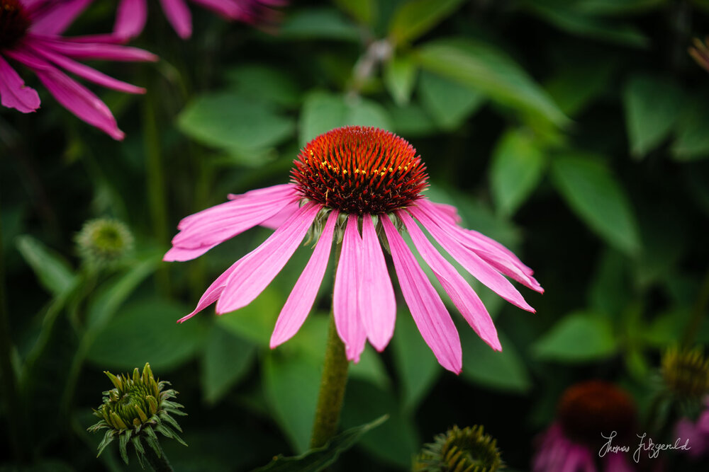 Echinacea Closeup