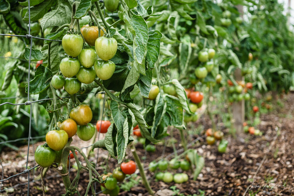 Tomatoes