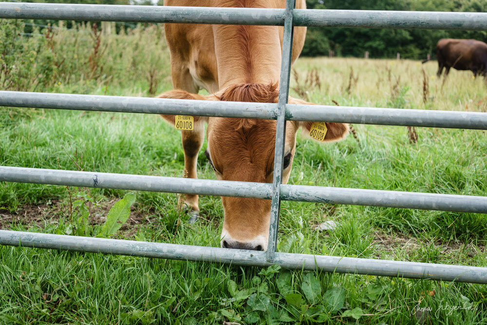 Cow and Gate