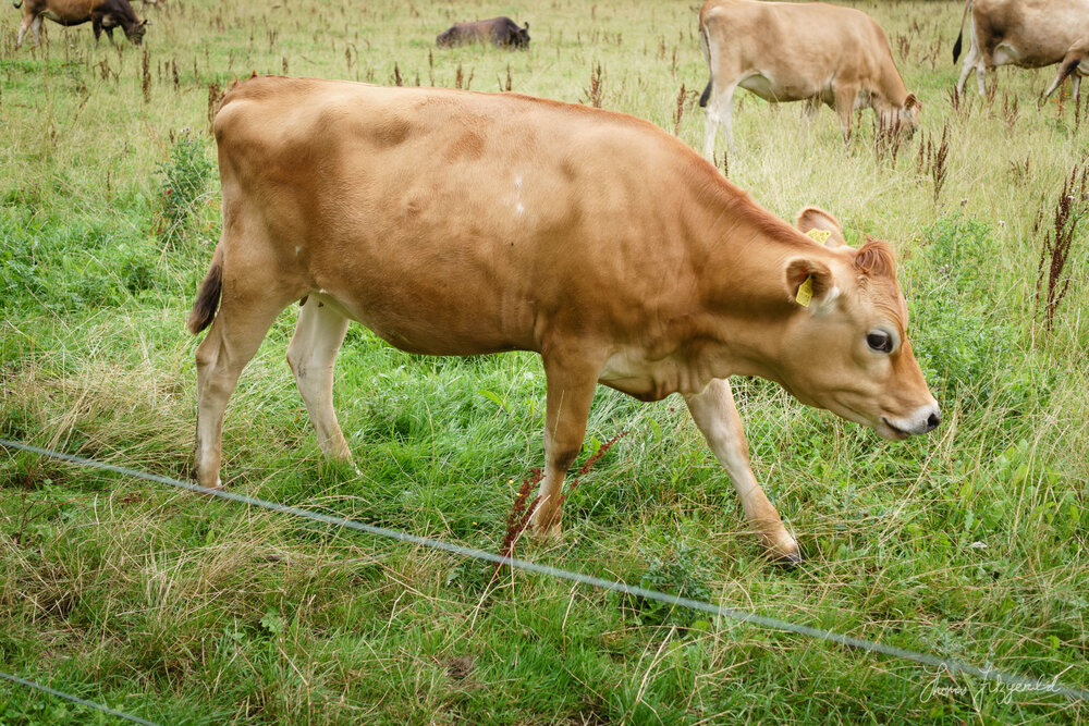 Cow walking by