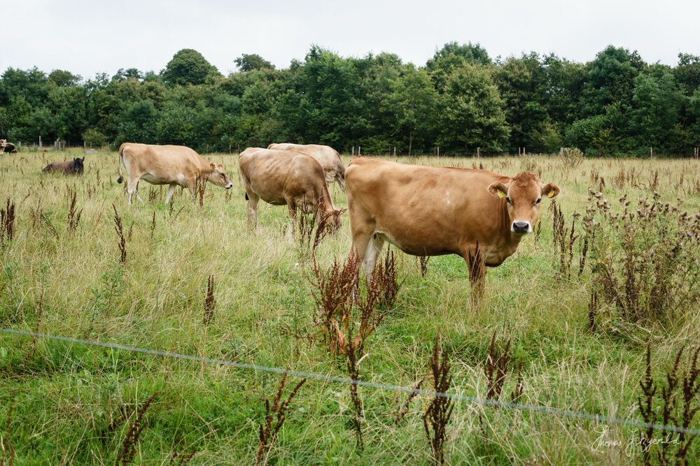 Field of Cows