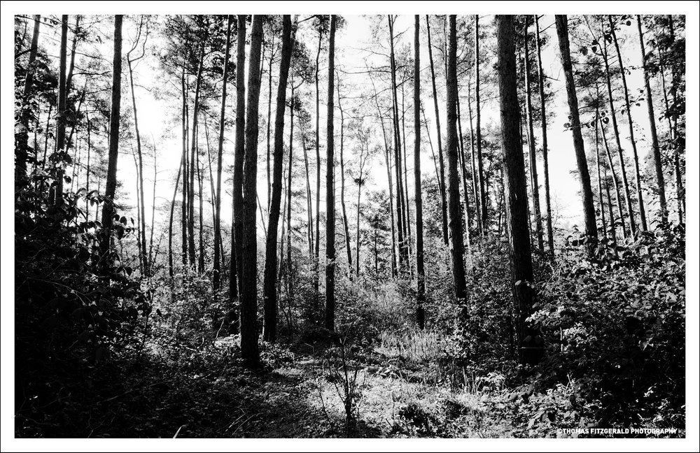 Darmstadt-Forest--0079.jpg