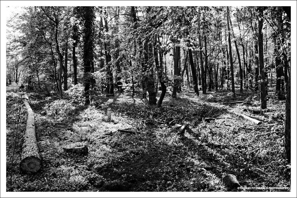 Darmstadt-Forest--0099.jpg