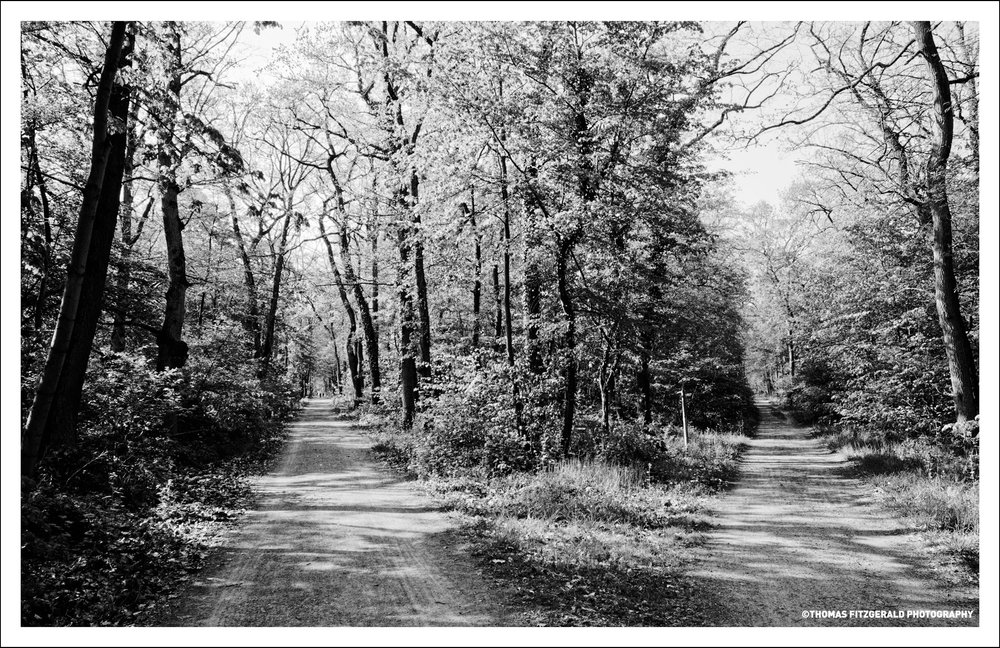 Darmstadt-Forest--0091.jpg