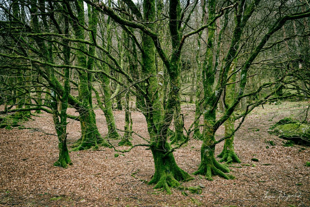 Bare mysterious trees in the forest