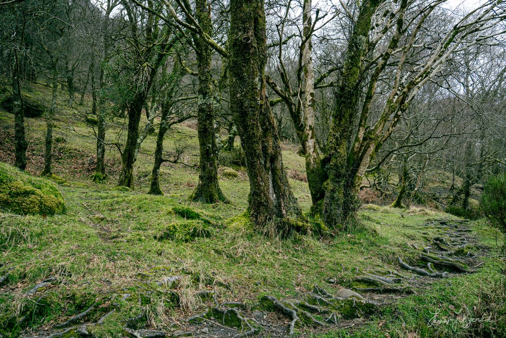 Path of roots through the bare trees