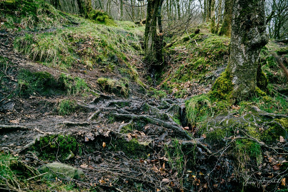 Wet Roots