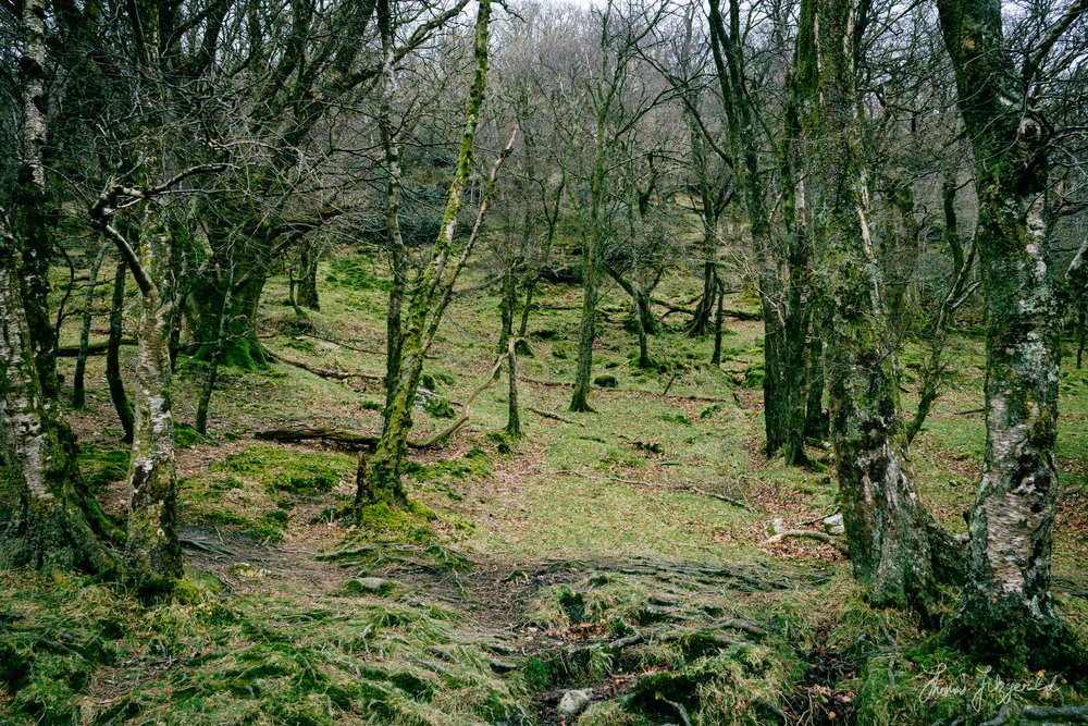 Tree stumps in the mysterious forest