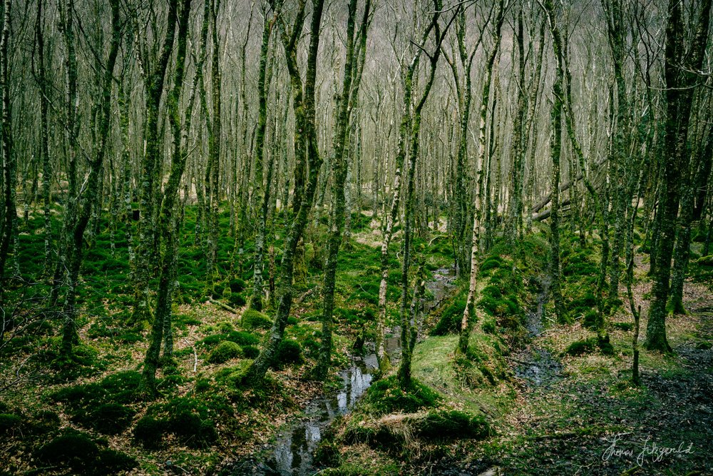 Moss covered bare trees