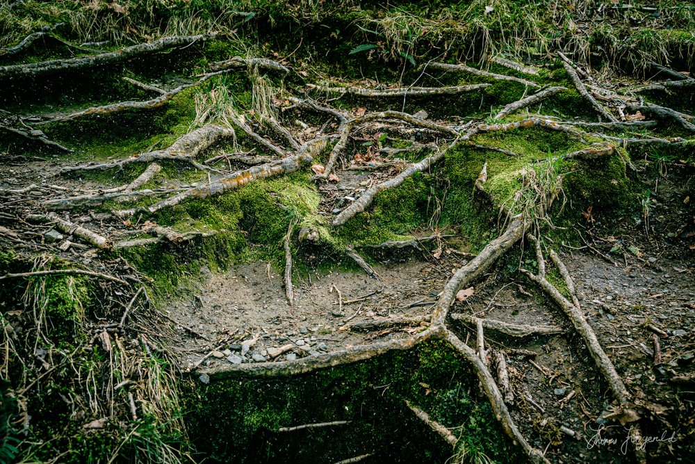 Tree Root Pattern