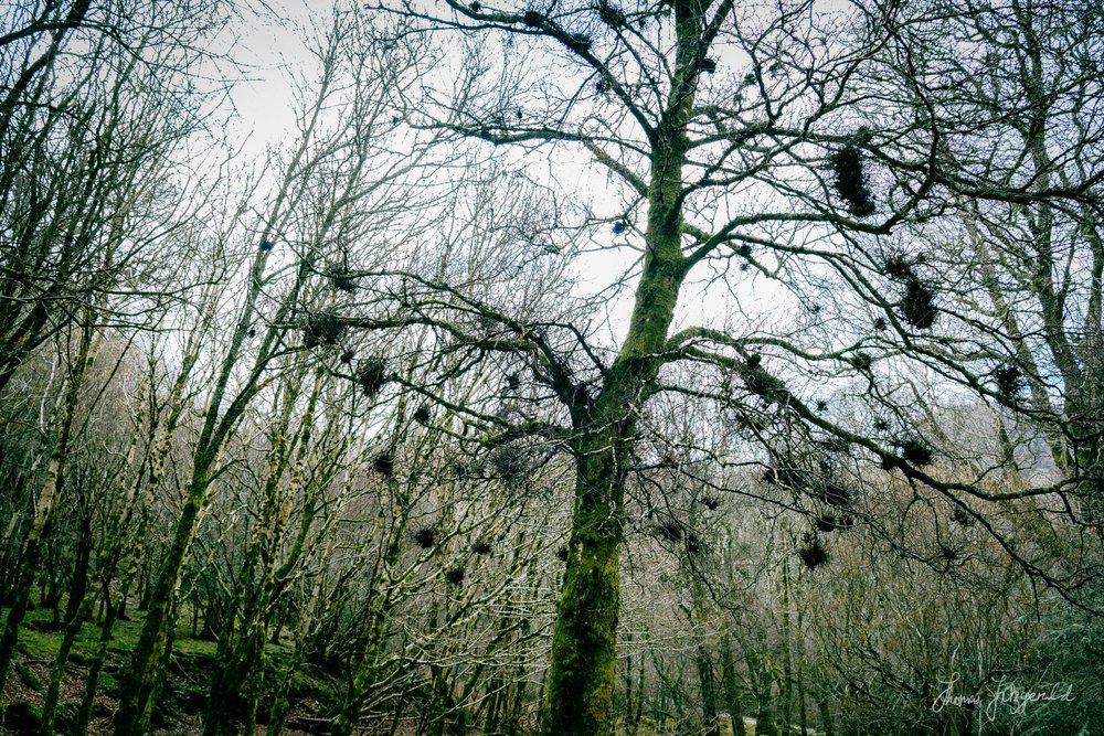 unusual structures in the bare trees